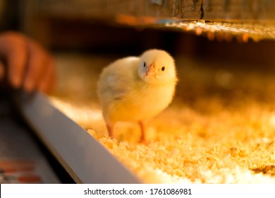 A lone broiler chick looks at the camera with interest. Shallow depth of field.