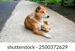 A lone brown dingo dog sitting on a concrete path