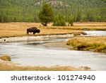 A lone buffalo grazes alongside the Gardner River in Yellowstone National Park, USA.