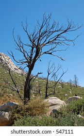 Lone Burnt Tree