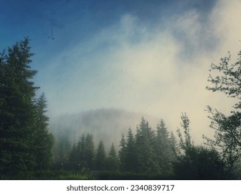 A lone cabin, its roof peeking through dense pine trees in the fog-covered mountain forest—an enchanting scene of secluded serenity. - Powered by Shutterstock