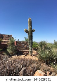 Lone Cactus At Taliesin West In Arizona