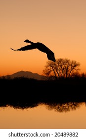 Lone Canadian Goose Silhouette Flying At Sunset Over Riparian Wildlife Area