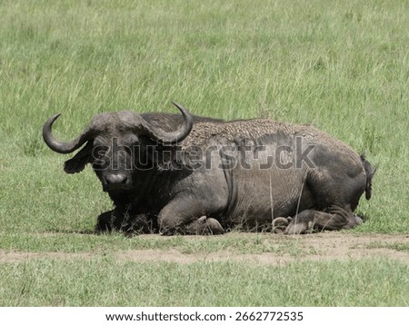 Lone Cape Buffalo lying down in the Maasai Mara