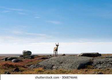 Lone Caribou On The Arctic Tundra, Nunavut, Canada