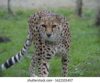 A Lone Cheetah At Chester Zoo