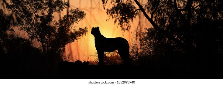 A lone Cheetah stands as a silhouette against an orange sunset jungle scene