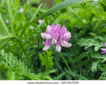 Similar – Image, Stock Photo The lone clover blossom in front of gloomy storm clouds