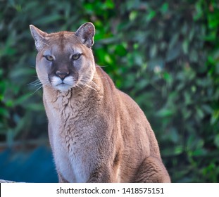 A Lone Cougar Sitting On A Ledge