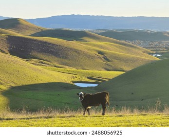 A lone cow grazes in a landscape of lush green grass and lakes formed from winter rains - Powered by Shutterstock