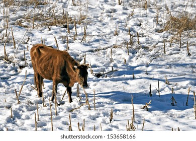 A Lone Cow Stands In The Snow In Lesotho.