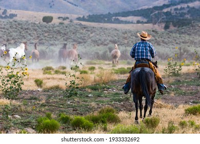 Lone Cowboy Rides Out To Round Up Horses