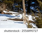 A lone coyote (Canis latrans) howling in the winter snow