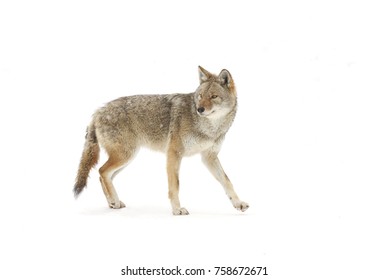 A lone coyote Canis latrans isolated on white background walking and hunting in the winter snow in Canada - Powered by Shutterstock