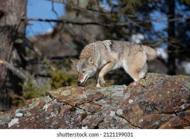 A lone coyote (Canis latrans) walking and hunting in the winter snow