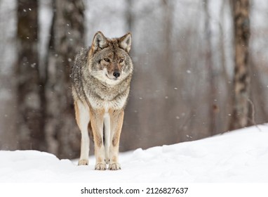 A lone coyote Canis latrans walking and hunting in the winter snow in Canada - Powered by Shutterstock
