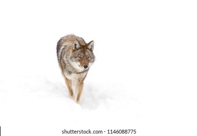 A Lone Coyote Isolated On White Background Walking And Hunting In The Winter Snow In Canada