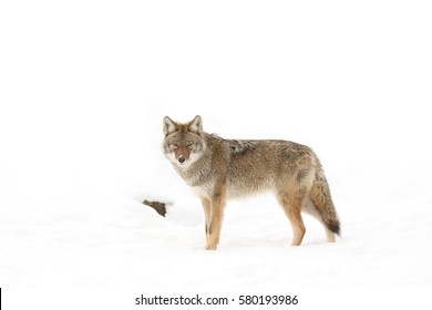 A lone coyote isolated on white background walking and hunting in the winter snow in Canada - Powered by Shutterstock