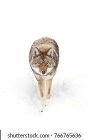 A Lone Coyote Isolated On White Background Walking Towards Me In The Snow In Canada