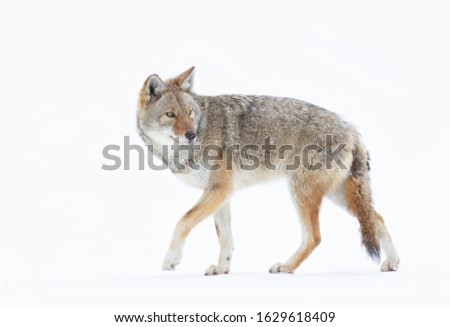A lone coyote isolated on white background walking and hunting through the snow in Canada