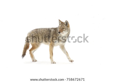 A lone coyote isolated on white background walking and hunting in the winter snow in Canada