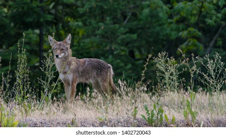 A lone coyote wanders through the forest