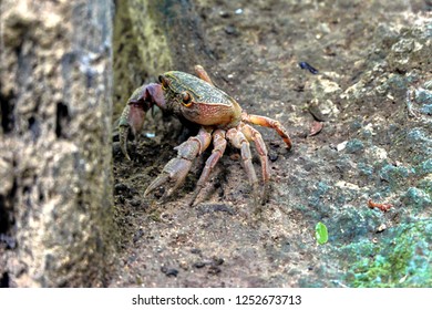 Lone crab on the ground