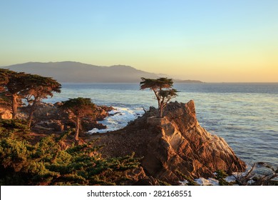 The Lone Cypress