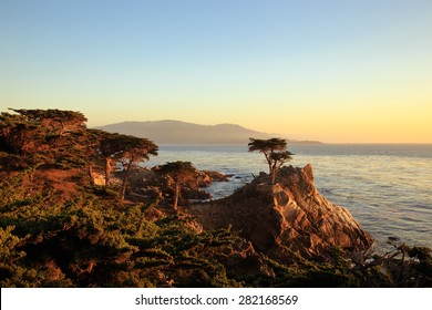 The Lone Cypress