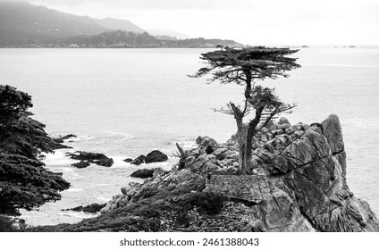 The Lone Cypress is a Monterey cypress tree at Pebble Beach, California. Standing atop a granite headland overlooking Carmel Bay, the tree has become a Western icon. Black and white panoramic view. - Powered by Shutterstock