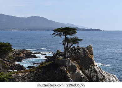 The Lone Cypress In Pebble Beach