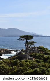 The Lone Cypress In Pebble Beach