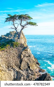 The Lone Cypress, seen from the 17 Mile Drive, in Pebble Beach, California.