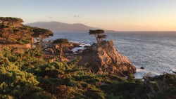 Lone Cypress At Sunset In Pebble Beach California