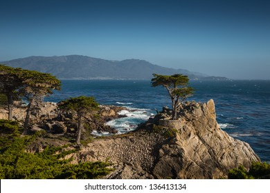  The Lone Cypress Tree