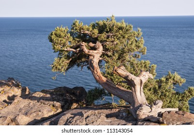 Lone Cypress Tree On A Rock By The Sea