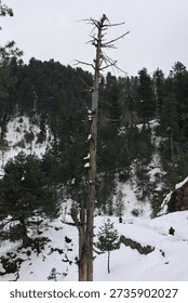 Lone dead pine tree standing in a snowy mountain forest. 