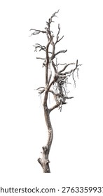 Lone dead tree standing with leafless branches isolated on white background. Silhouette of dry tree for environment, landscape, or Halloween concept.