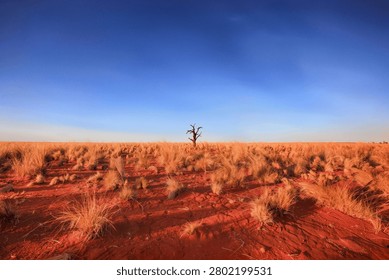 Lone Dead Tree Standing in Red Sand Desert with Spinifex Grass Tufts Under Vivid Blue Sky