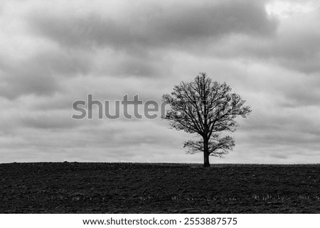 A lone dead tree stands in the middle of a plowed field, its barren branches silhouetted against a backdrop of dark, looming clouds, evoking a sense of desolation and mystery