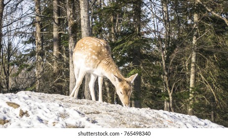 A lone deer in the woods
