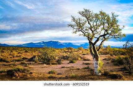 Lone Desert Tree