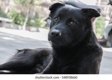 A lone dog - Shutterstock ID 548938660