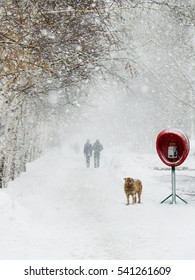 A Lone Dog Near A Red Phone Booth. Winter, Falling Snow, People In The Distance Coming Along The Alley.