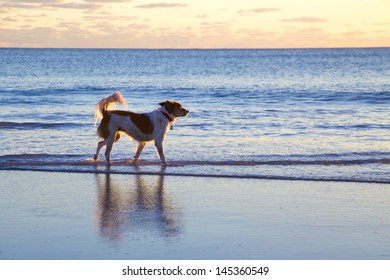 Lone Dog on Beach