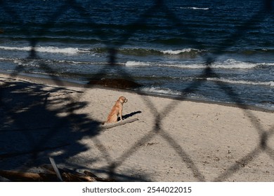 Lone dog sitting on sandy beach behind fence - Powered by Shutterstock