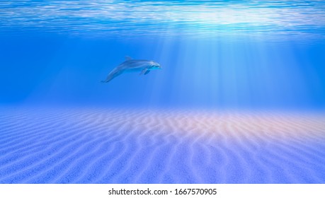 Lone Dolphin Swiming Underwater In The Blue Tropical Sea