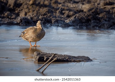 A lone duck standing on a frozen lake in the cold winter. - Powered by Shutterstock