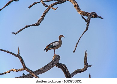 Lone Egyptian Goose on a branch