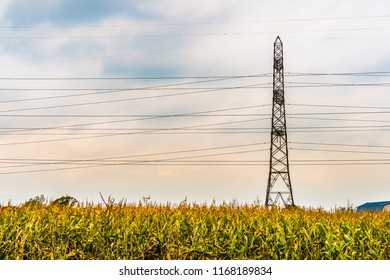 Lone electricity tower with powerlines,  in an agriculture field of corn in the autumn.